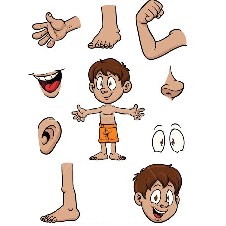 PARTS OF  THE BODY 1 PARTS OF  THE BODY 1